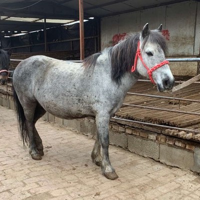 孩子骑的德保矮马活马真马蒙古马混血马小马骟马伊犁马拉车马出售