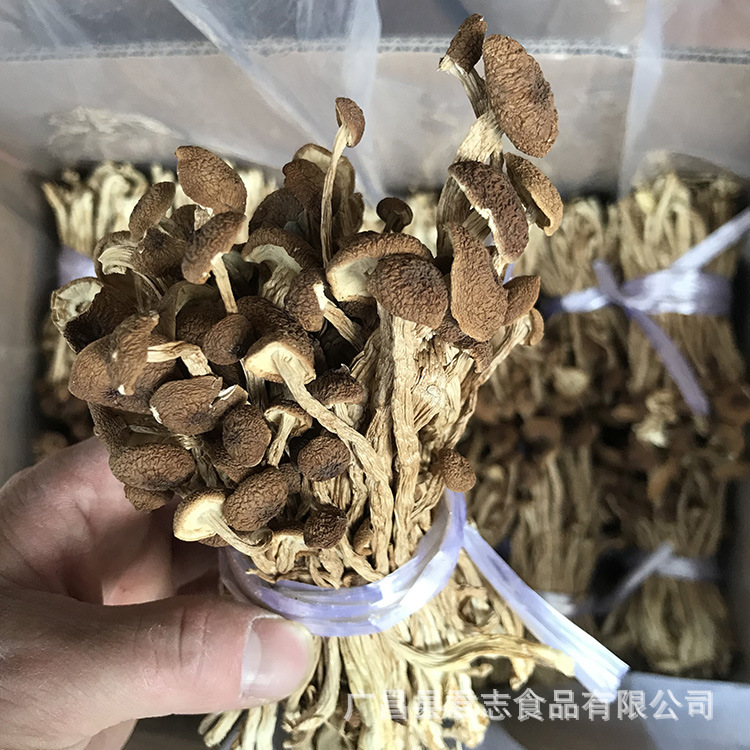 君志 广昌剪脚茶树菇干货批发 剪根扎把3号菇不开伞 江西特产