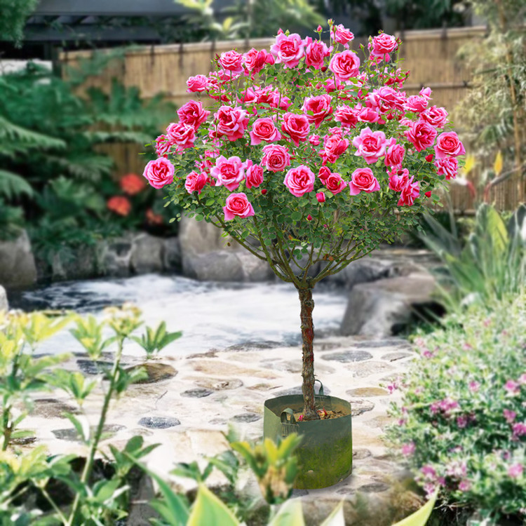 批发欧洲月季大花月季 树桩型高杆月季浓香型花卉多色花系包成活