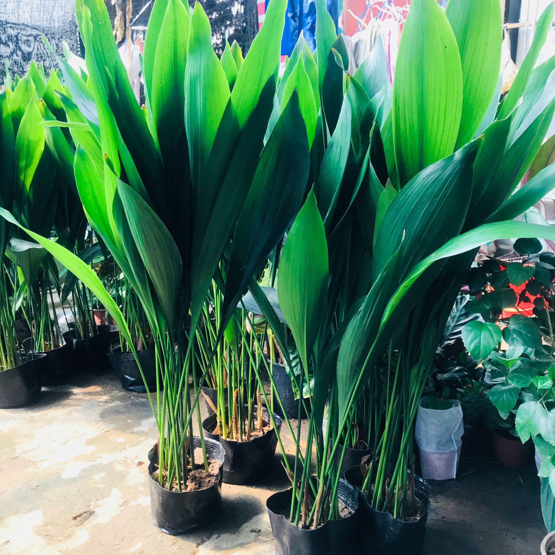 大棚直销多肉盆栽 室内绿植花卉一叶兰 四季常青耐寒耐旱客厅绿植