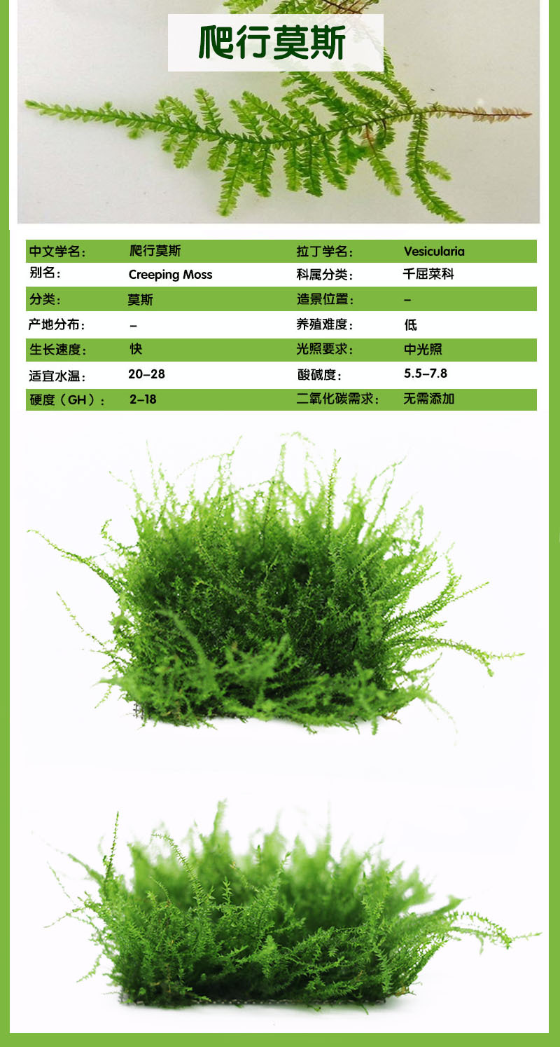 莫斯 珊瑚 大三角 水晶 莫斯树淡水植物草缸造景网片真水草批发