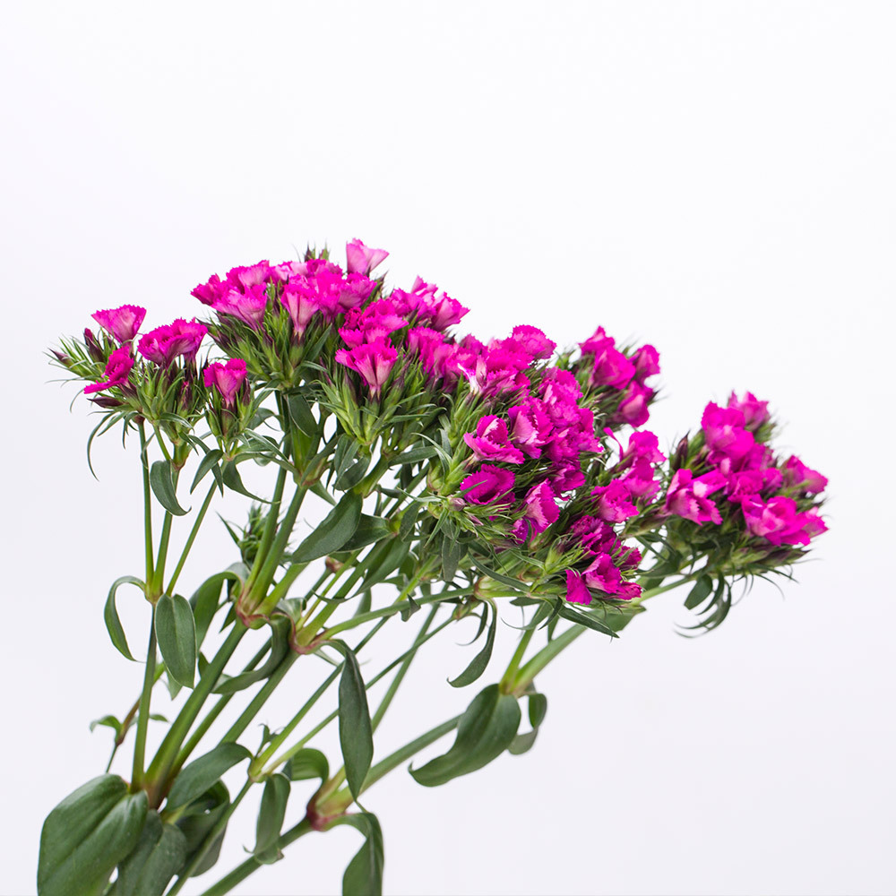 云南鲜花 红日花卉配花 相思梅鲜切花(1kg一扎)