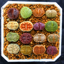 生石花dt绿巴厘母本,整盆40元包邮非偏远地区,脱土发货包黑_阿里巴巴