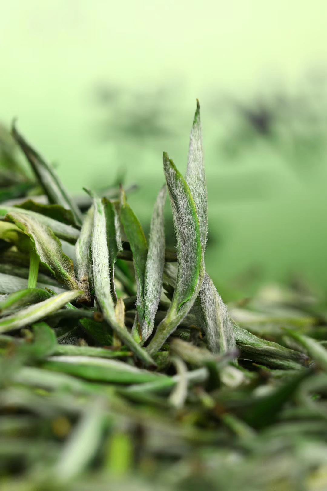 茉莉银针茉莉花茶茉莉针王鲜爽绿茶手采芽尖茶叶花香浓盒装伴手礼