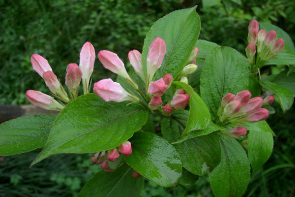 四季锦带 开原花卉种植基地 锦带花小苗 花期长 东北四季锦带灌丛