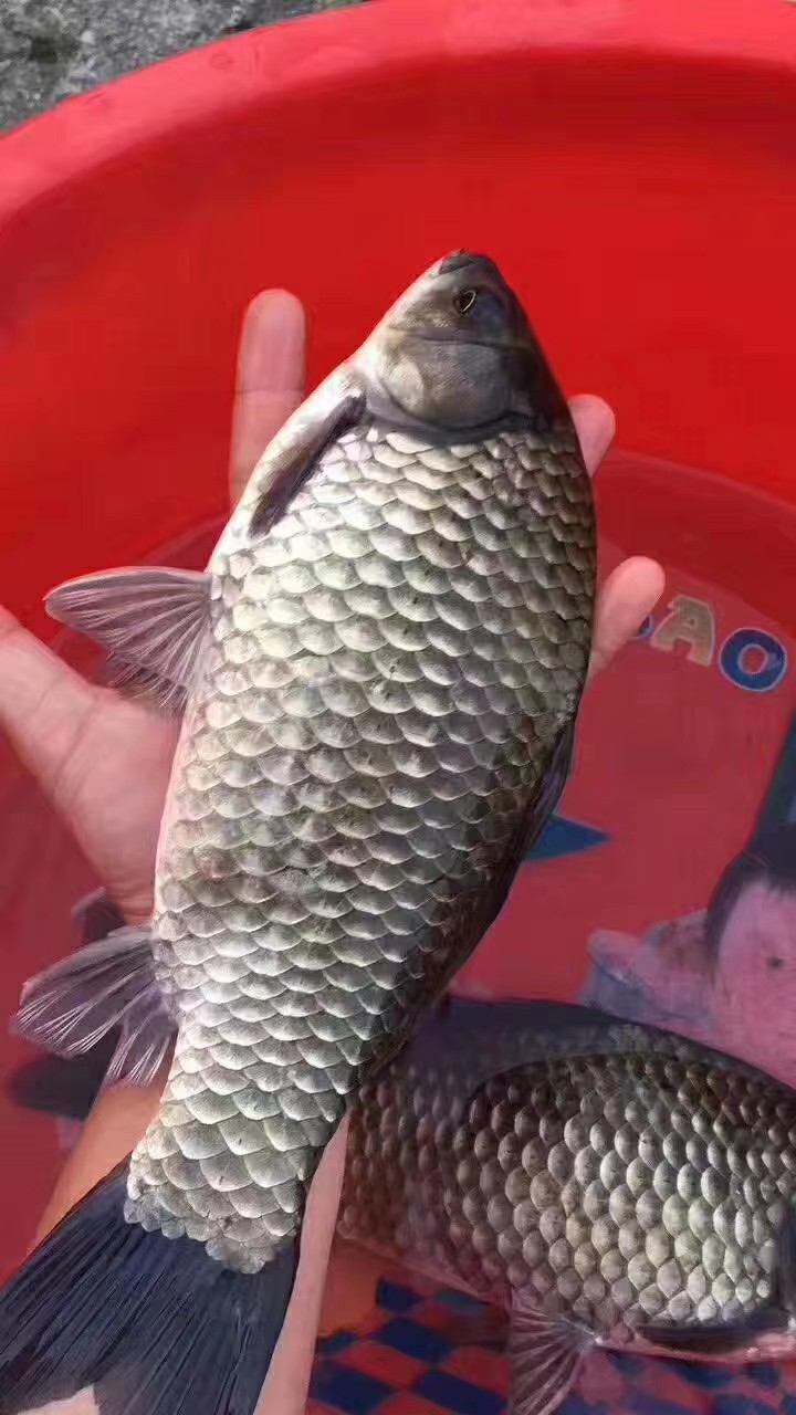 大量批发中科五号快大鲫鱼苗