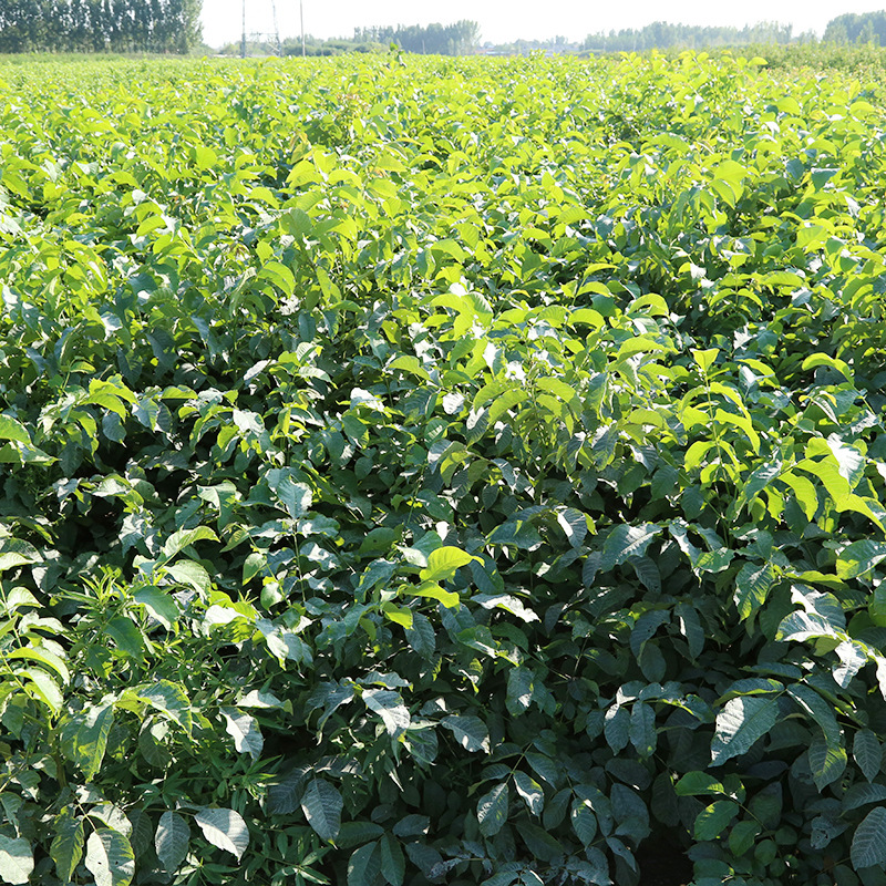 现货批发薄皮核桃树苗 文玩核桃苗 碧银果核桃苗 规格 价格优