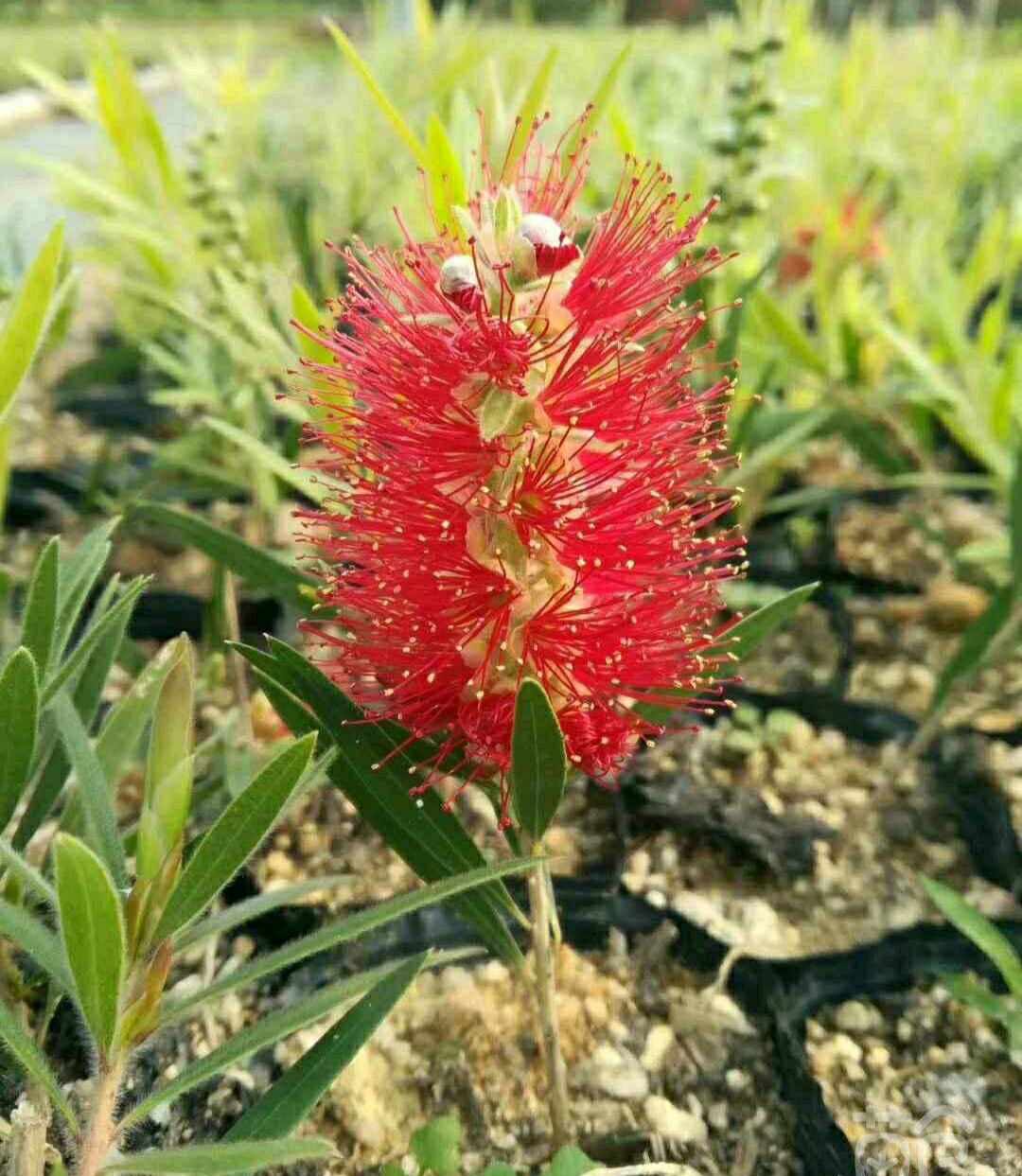 203供应多花红千层小苗垂枝软枝红千层花多花期长灌木小乔