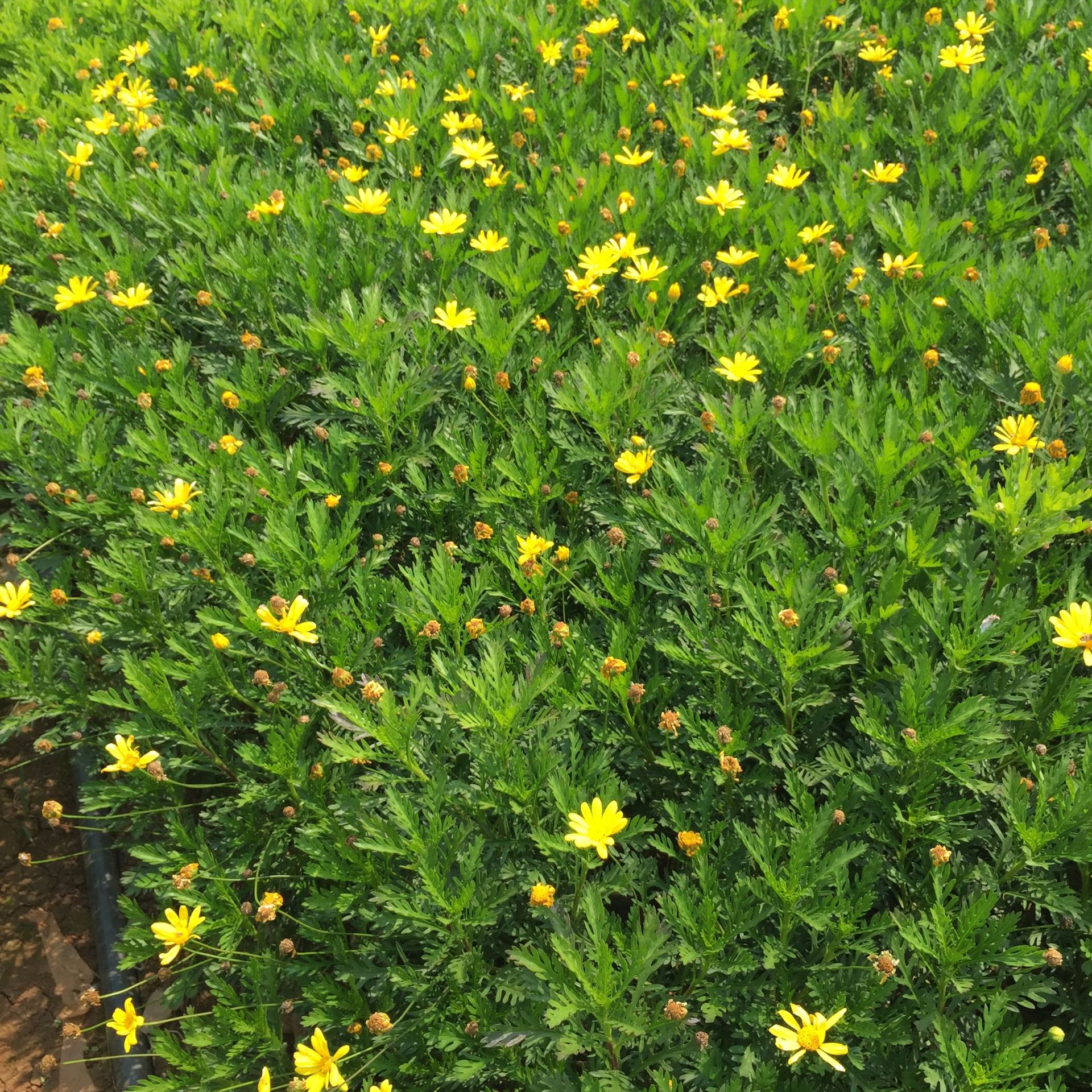 木春菊杯苗 茼蒿菊 木茼蒿 开黄色小黄花 常绿云南基地直销