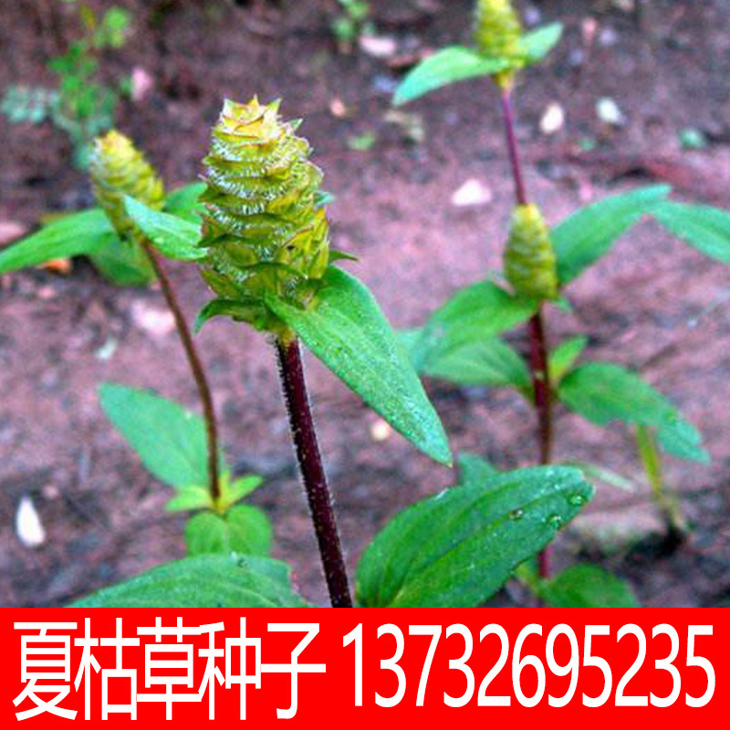 夏枯草种子白毛夏枯球种籽新采药材四季播种简单发芽率高阳台盆栽