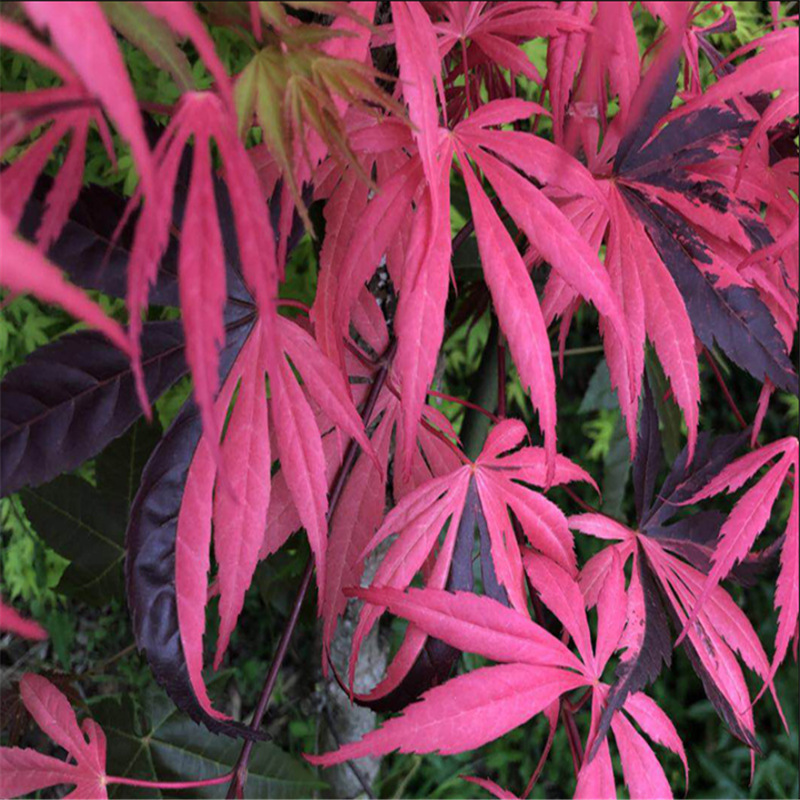 彩虹 日本枫 枫树新品种展示 庭院阳台花园红枫盆景盆栽