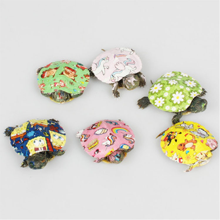 网红七彩小乌龟巴西龟活体炫彩卡通乌龟彩色龟活体宠物龟厂家批发