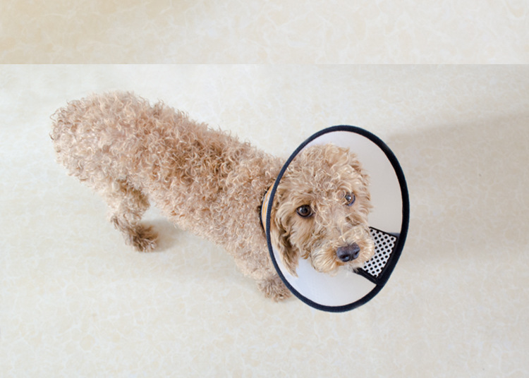 pvc防咬圈卫生圈伊丽莎白圈宠物狗狗 猫咪脖圈 宠物防护用品