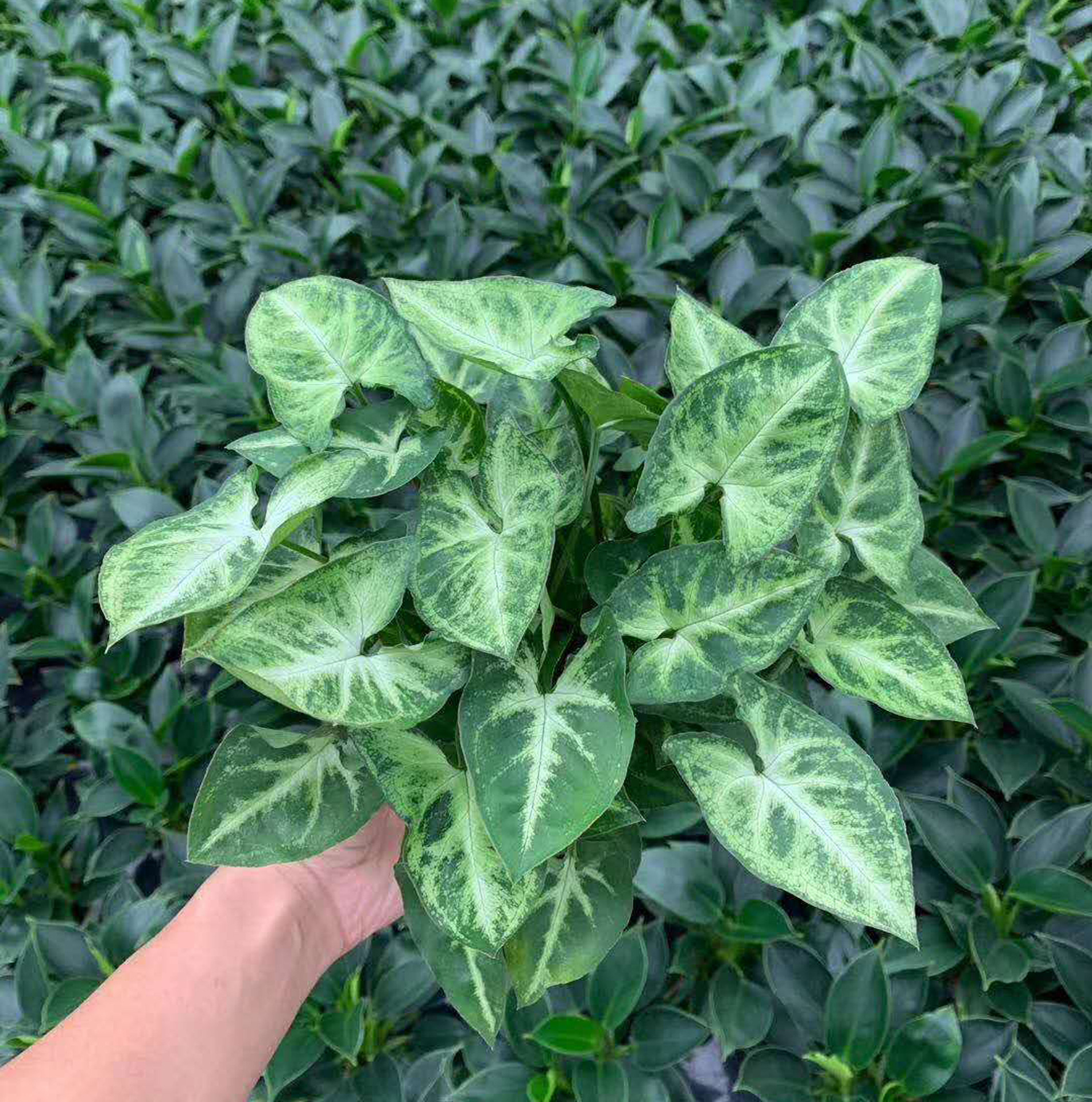 基地直供水培植物花卉盆栽居家绿植植物花卉盆栽水培绿精灵