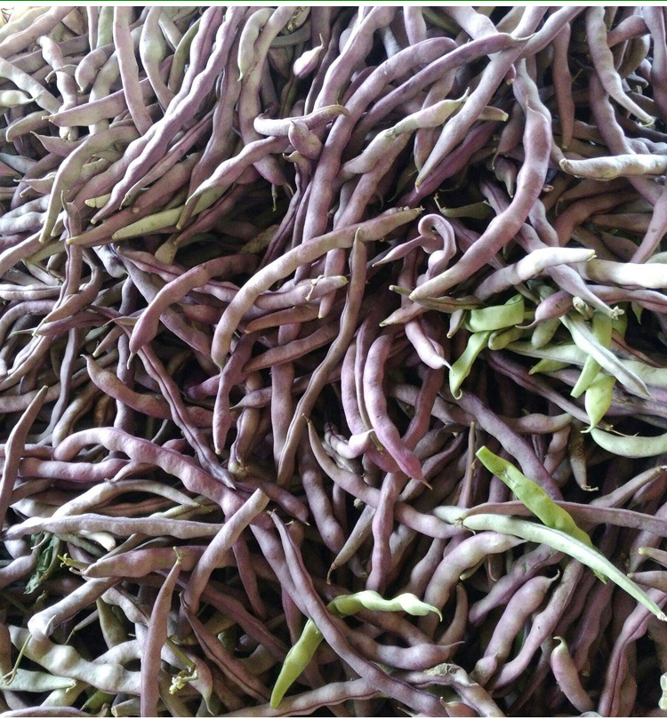九粒红架豆紫色四季豆春秋四季播蔬菜籽高产紫金架豆角种孑