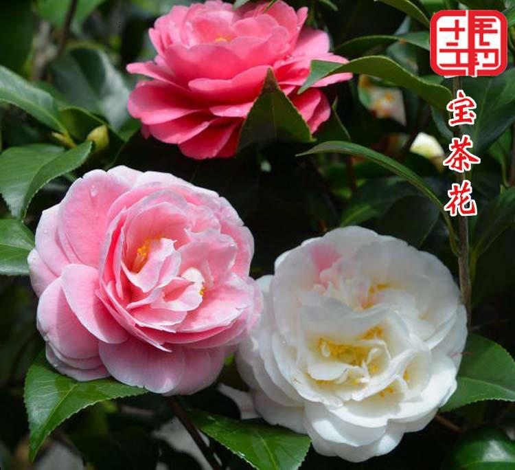 五宝茶花一树多色五色芙蓉开花不断阳台庭院鲜花绿植盆栽四季花卉