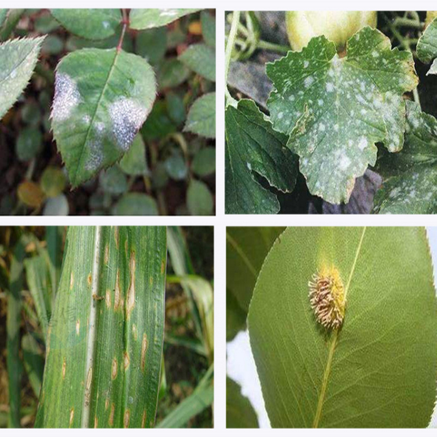 果树农药 20%三唑酮乳油 广谱杀菌剂 白粉病锈病梨子玉米马蹄