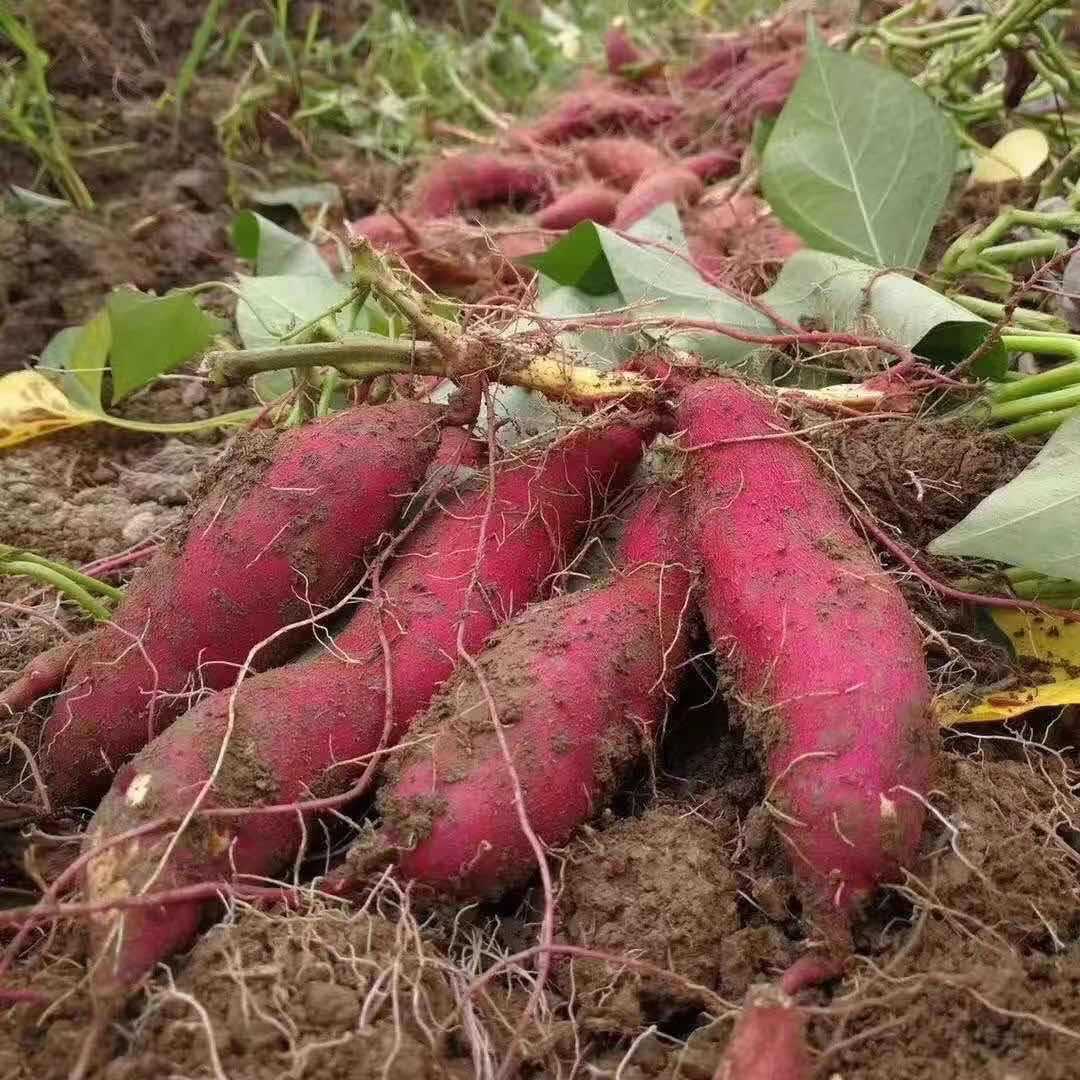 临安天目山小香薯当季新鲜番薯地瓜非海南桥头富硒地瓜现挖现发