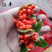 滇重楼苗七叶一枝花苗四川华重楼种苗云南小苗高杆名贵中药材种苗