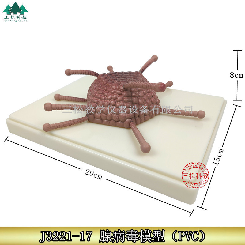 腺病毒模型 腺病毒解剖 腺病毒放大 腺病毒教学模型 腺病毒示教