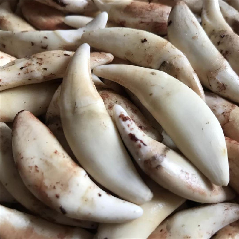 真狗牙批发黑狗牙项链藏獒牙齿狼牙吊坠原色牙挂件饰品地摊货源手