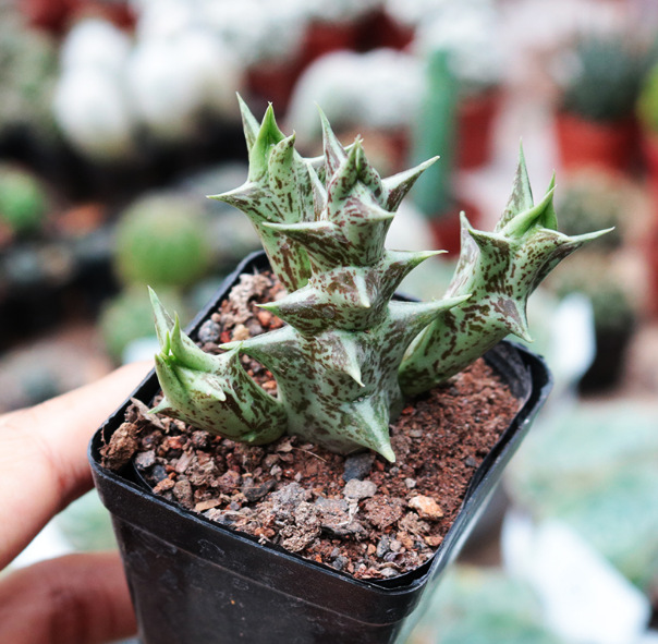 紫龙角 夏型种 多肉植物 4-6cm