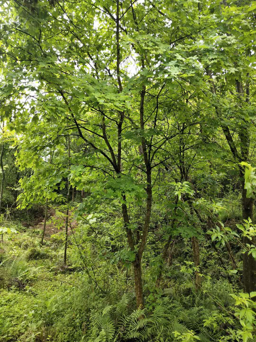 元宝枫树枫树彩叶植物出售批发各类苗木乔木元宝枫