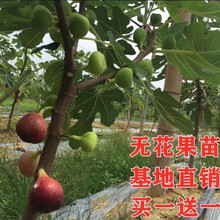 无花果苗树耐寒无花果树果苗水果苗波姬红盆栽地栽果树苗当年结果