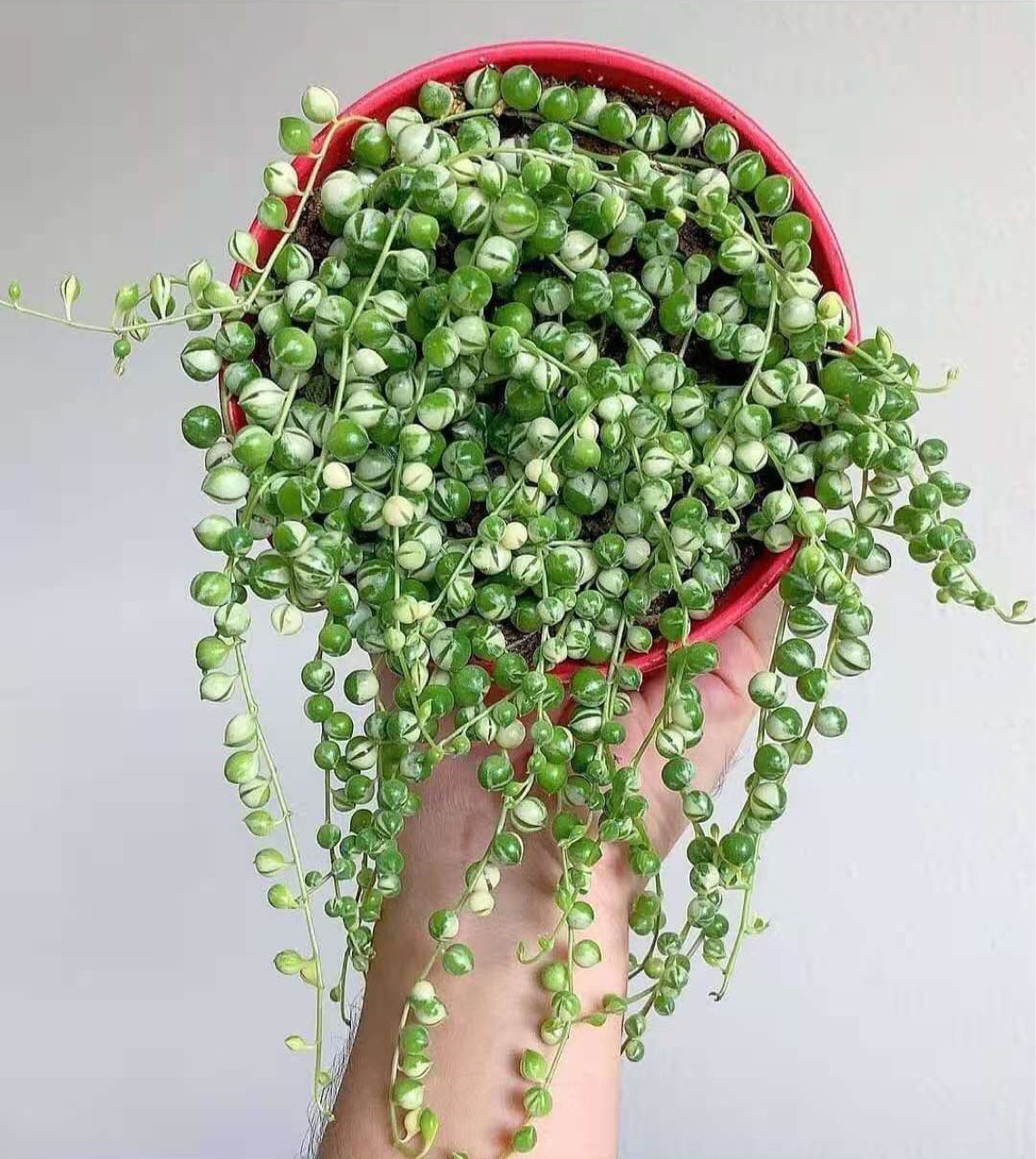 佛珠锦 室内阳台多肉植物垂吊植物