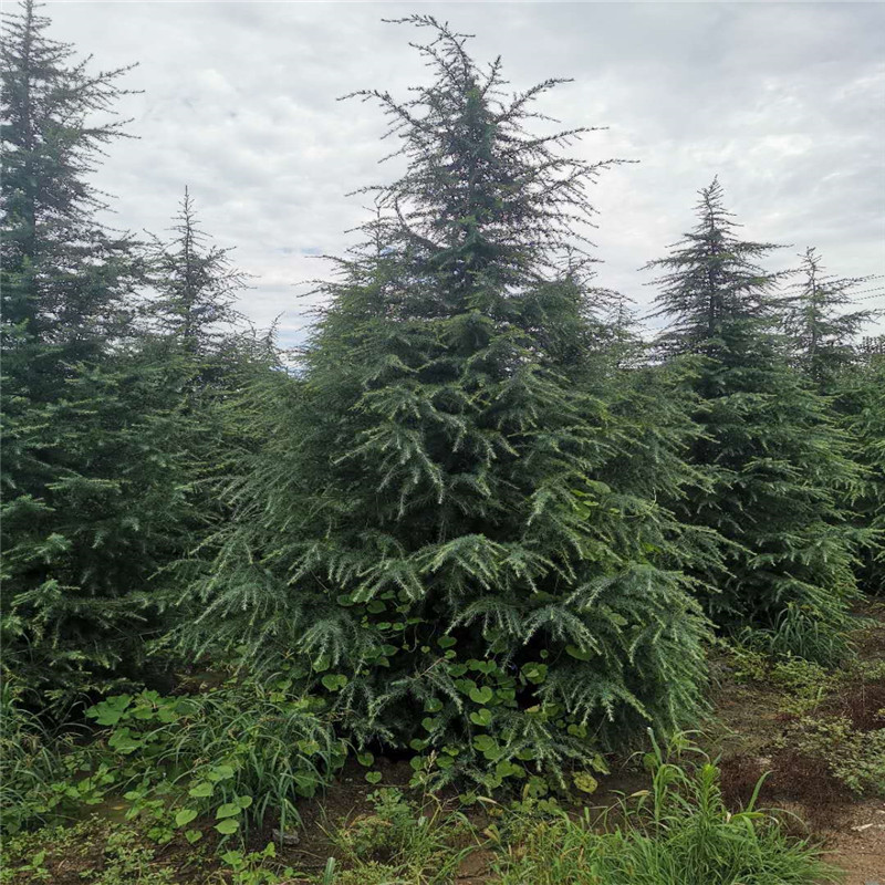 雪松 雪松树苗 6米树 工程绿化苗 冠幅饱满 树形优美