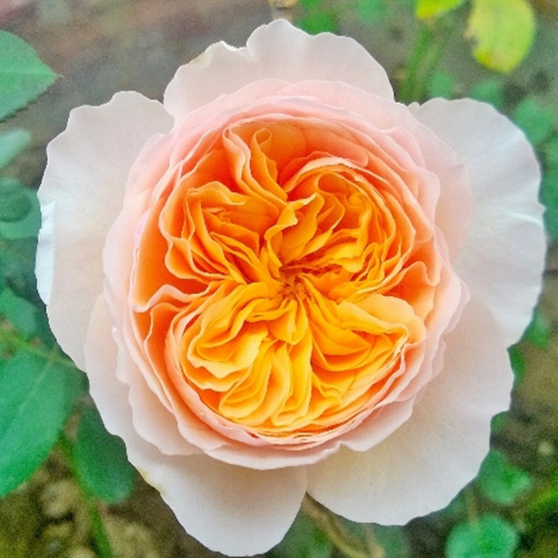 【朱丽叶】欧月奥斯汀切花月季花园庭院花卉植物盆栽地栽淼利园艺