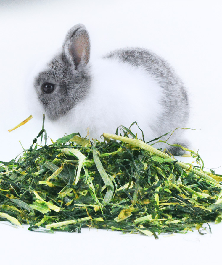 大麦草段干草400g荷兰猪天竺鼠兔兔龙猫荷兰猪牧草大麦草兔子