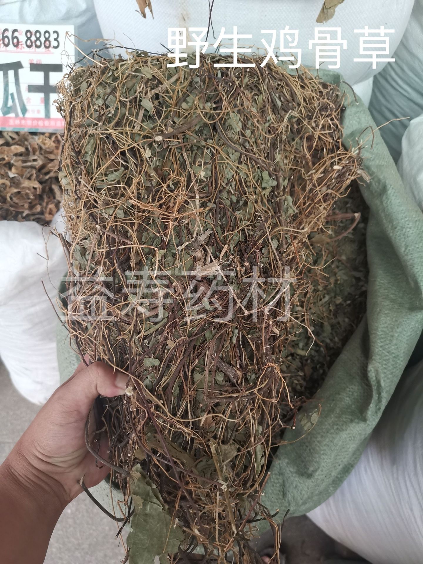 鸡骨草,野生鸡骨草,鸡骨草叶