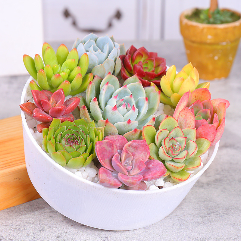 多肉植物组合盆栽肉肉老桩群生品种室内花卉盆栽小绿植原盆原土