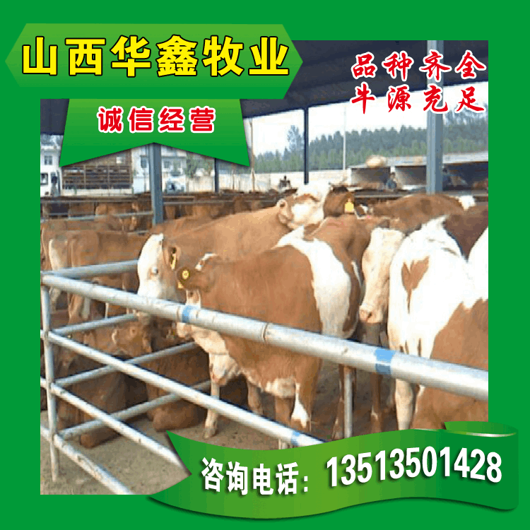 贵州遵义市肉牛养殖场—凯里市肉牛价格—毕节市肉牛