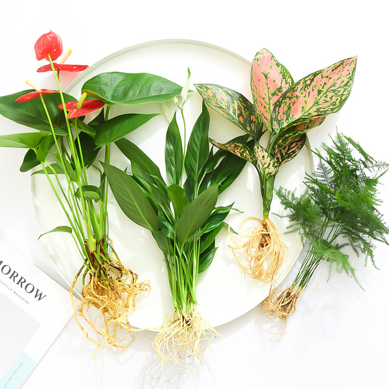 水培植物绿植室内水养白掌花卉盆栽文竹绿萝办公室四季水生富贵竹