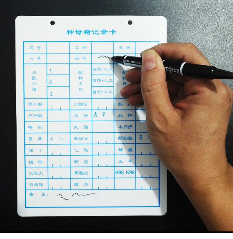 母猪繁殖妊娠记录卡 种猪卡片 养猪纪录 种母猪记录卡 可印logo a