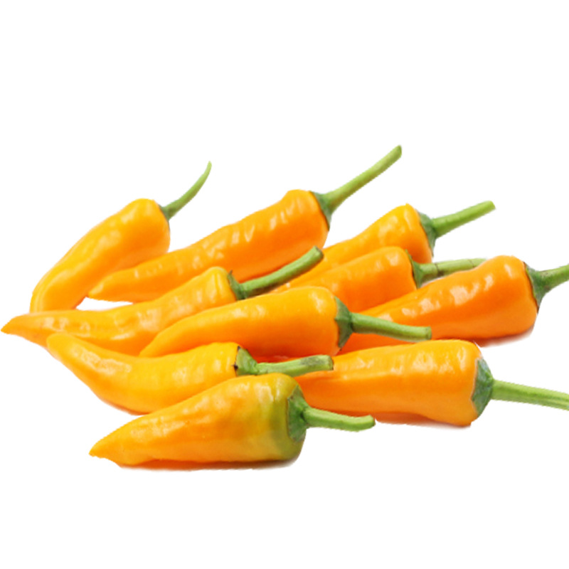 四季播种蔬菜籽野外黄色朝天椒种子金香玉辣椒子春秋冬季观赏蔬菜