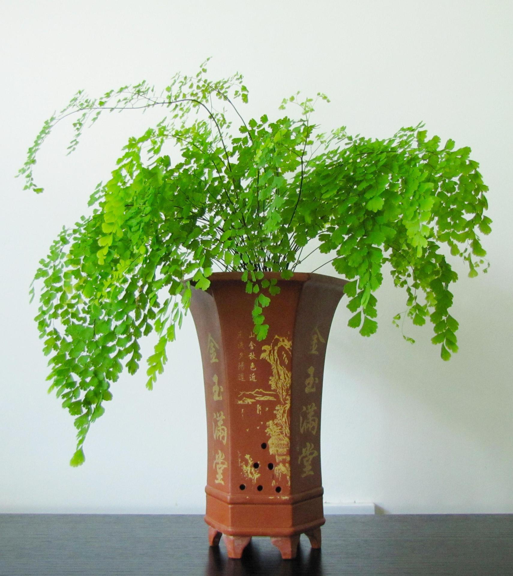 铁线蕨 菊室内植物 植物吸 绿植花卉盆栽 观叶植物小绿植水培观叶