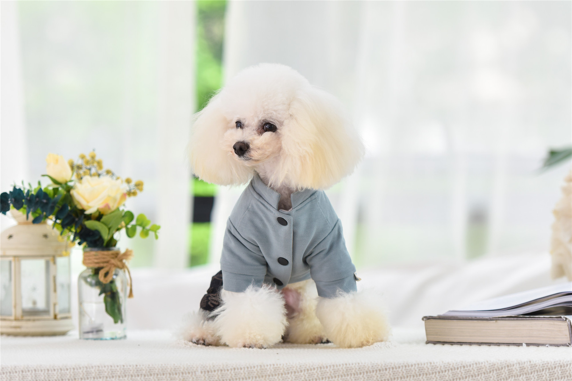 狗狗衣服 韩萌小主2019秋冬季新款 时尚淘气汪四脚衣服