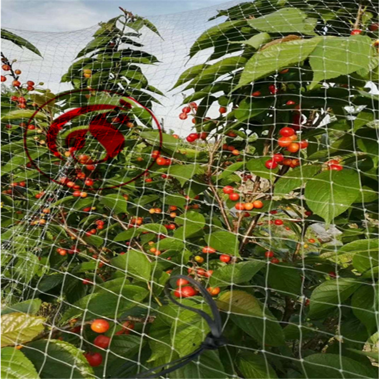 防鸟网天网尼龙防鸟网葡萄樱桃枸杞防鸟网拦鸟网