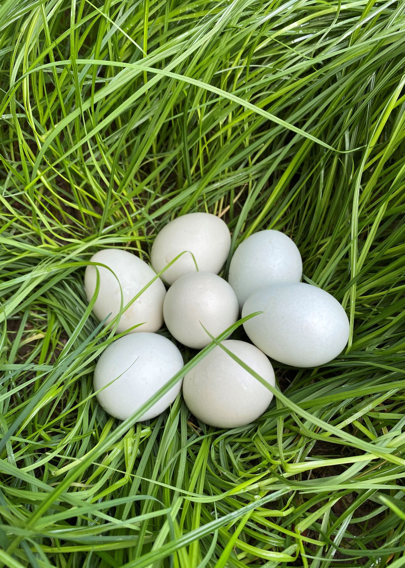 【厂家直销】江汉绿壳乌鸡蛋(特大号)420枚/箱净重43-45斤