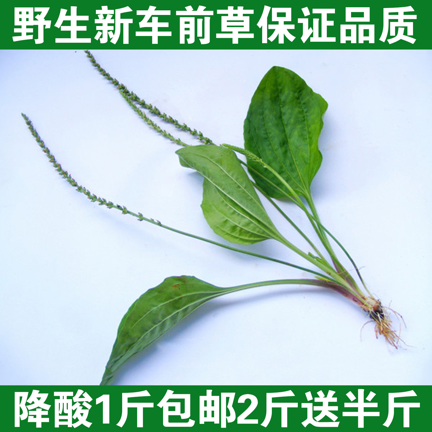 车前子车前草全草车轱辘菜干货500g包邮蛤蟆叶车轮菜