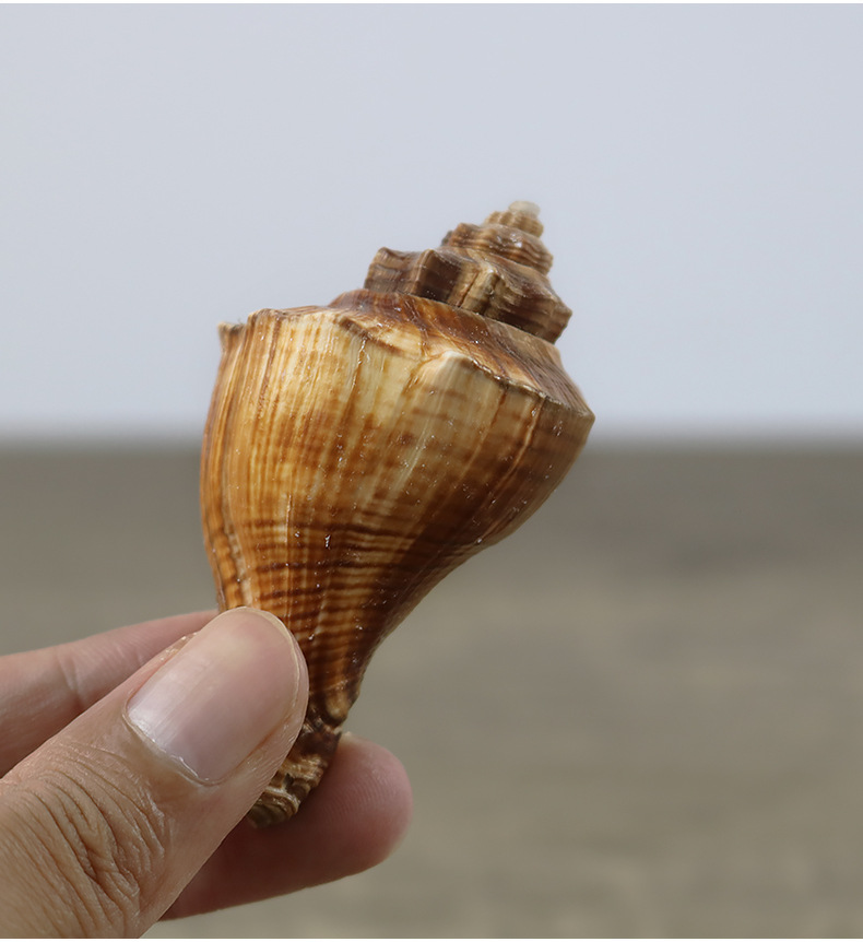 天然海螺贝壳红香螺鱼缸造景水族箱装饰品家居布置批发一斤装