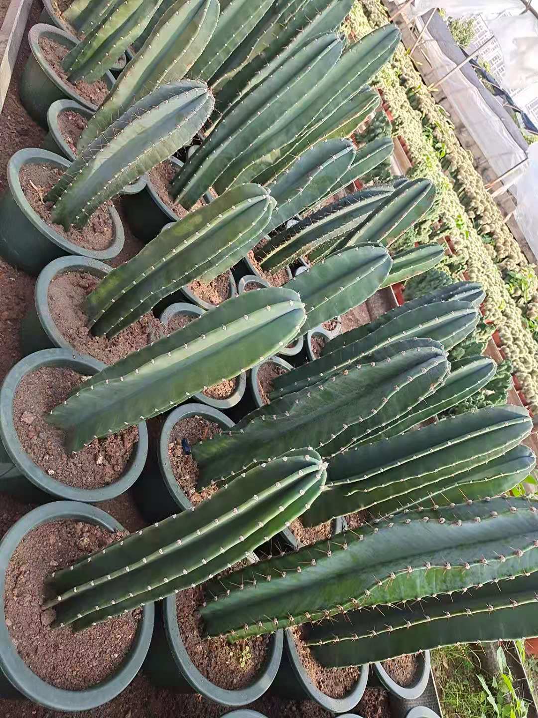 量天尺仙人柱 无刺 开花美观 室内庭院 观赏植物绿植花卉