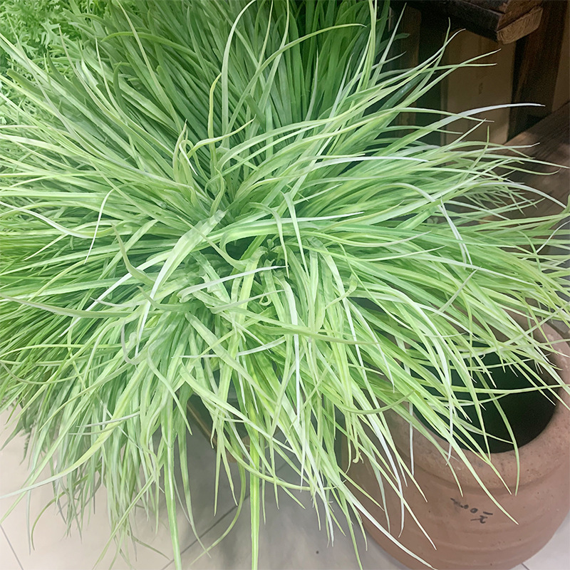 精品白边草植物墙配材仿真塑料水草橱窗绿景装饰速卖通货源河葱草