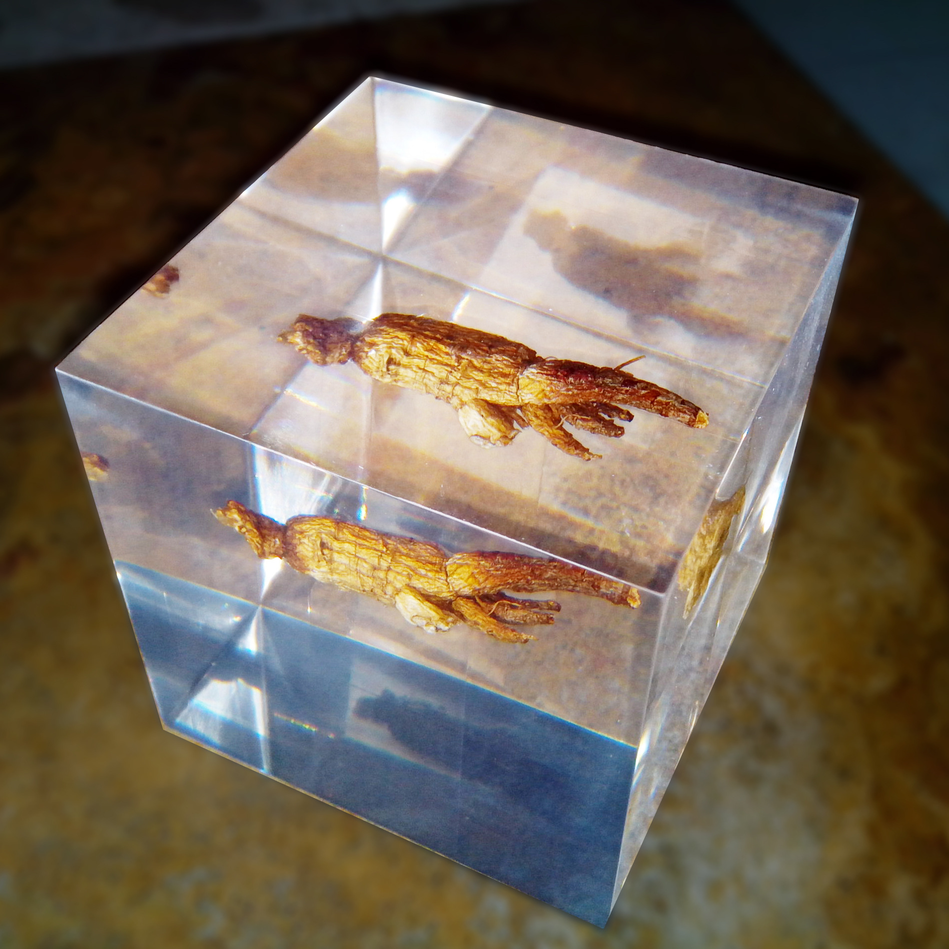 人参树脂工艺品