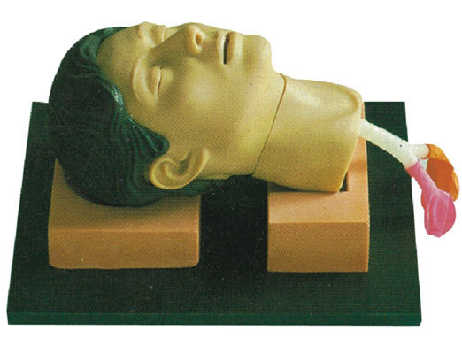 enovo颐诺环甲膜穿刺和切开训练仿真模型 环甲膜穿刺术练习环甲膜