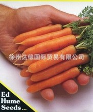 供应原装进口特色水果胡萝卜种子--手指形/球形迷你胡萝卜种子