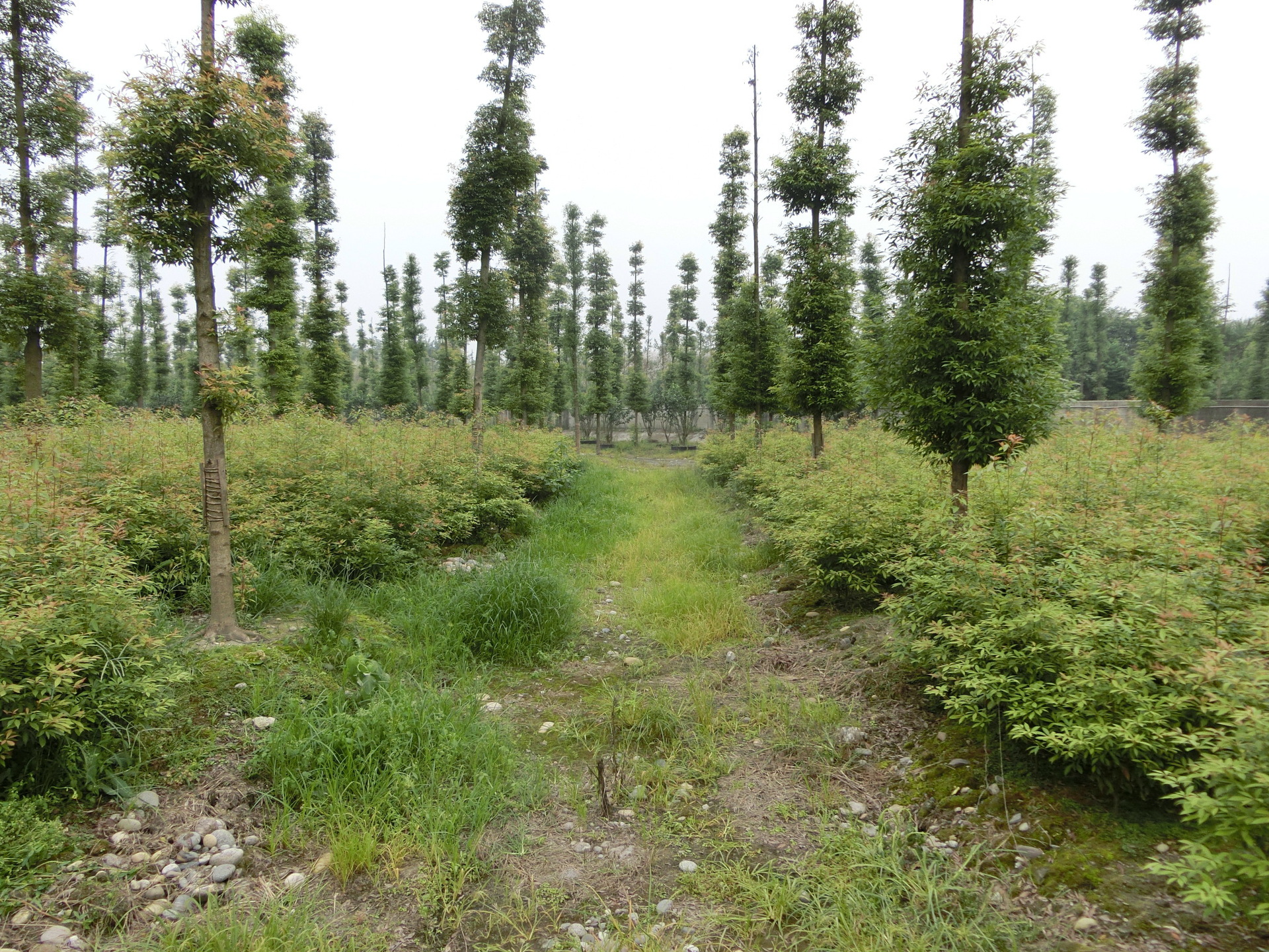 金丝楠木树苗基地 百亩苗圃规格齐全1-70cm 移植苗高成活率